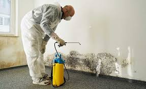 Best Basement Mold Removal  in Adelanto, CA