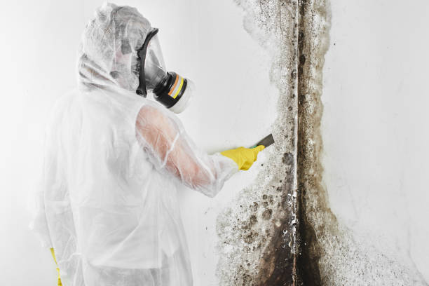 Best Industrial Mold Remediation  in Adelanto, CA