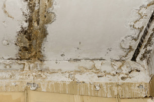 Why You Should Choose Our Mold Remediation Services in (206) 803-13630